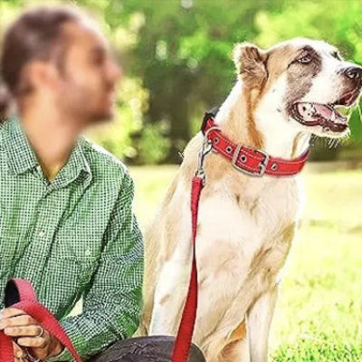Collier rembourre chien orange