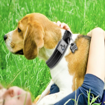 Collier chien rembourré noir