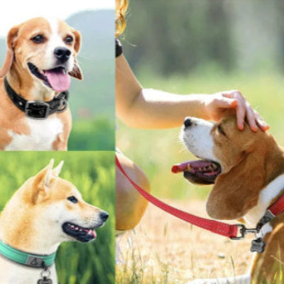 collier rembourré renforcé pour gros chien