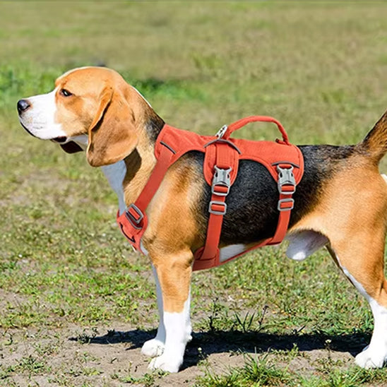 harnais chien confortable