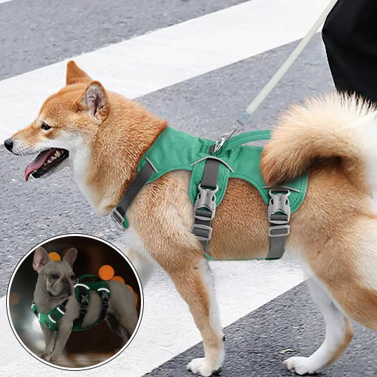 harnais chien laisse