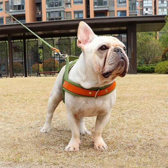 harnais chien moyen bouledogue