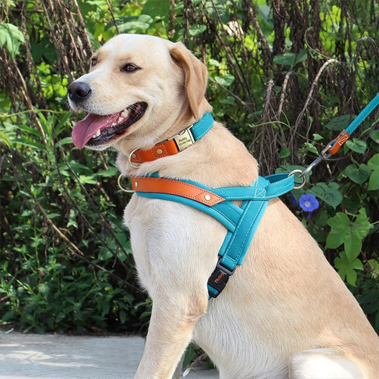 Harnais chien anti-traction