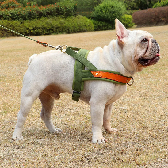 Harnais chien anti-traction