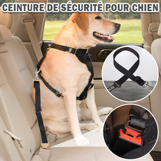Ceinture de sécurité pour animaux