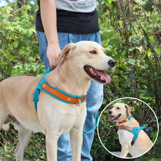 Harnais chien anti-traction