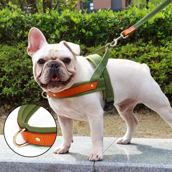 Harnais chien anti-traction