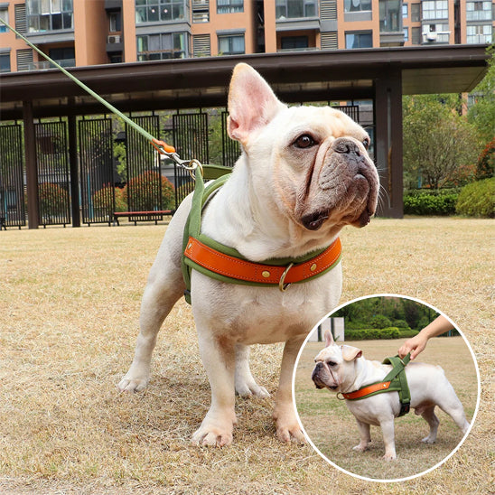Harnais chien anti-traction