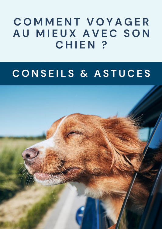 Comment voyager mieux avec son chien : Le guide ultime