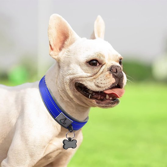 Collier chien rembourré bleu profond pour chien bulldog - confortablement équipé