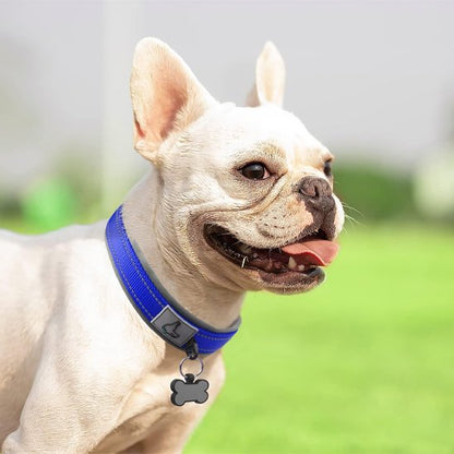 Collier chien rembourré bleu profond pour chien bulldog - confortablement équipé