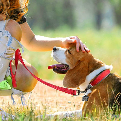 Collier chien rembourré orange pour épagneul - confort et style