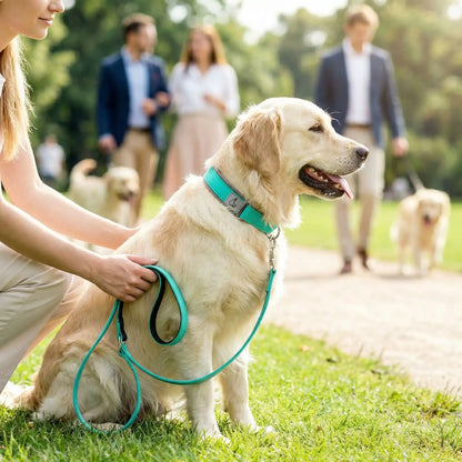 Collier chien sur Labrador assis observant l'horizon
