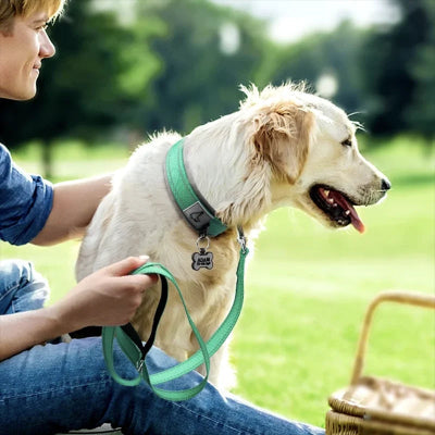 Collier chien rembourré vert