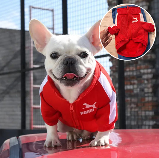 Veste de Baseball pour Chien : Le Must-Have pour Votre Compagnon à Quatre Pattes