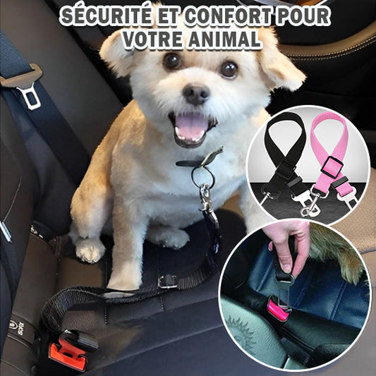 Ceinture de sécurité pour animaux