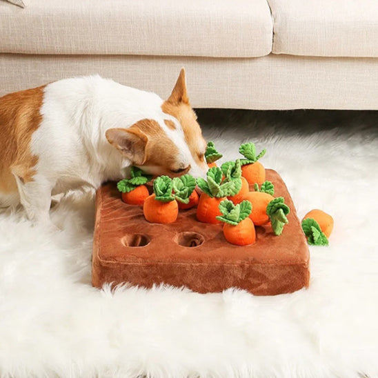 Jouet d'entrainement pour Chien interactif  de carottes